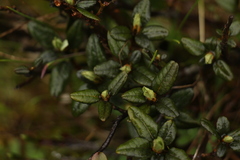 Rhododendron anthopogon