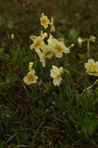 Primula dickieana, photograph 4