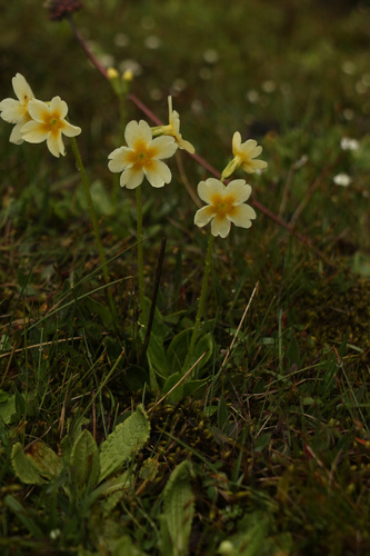 Primula dickieana, photograph 5
