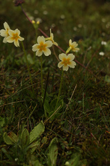 Primula dickieana, photograph Siddarth Machado, CC BY, iNaturalist via GBIF