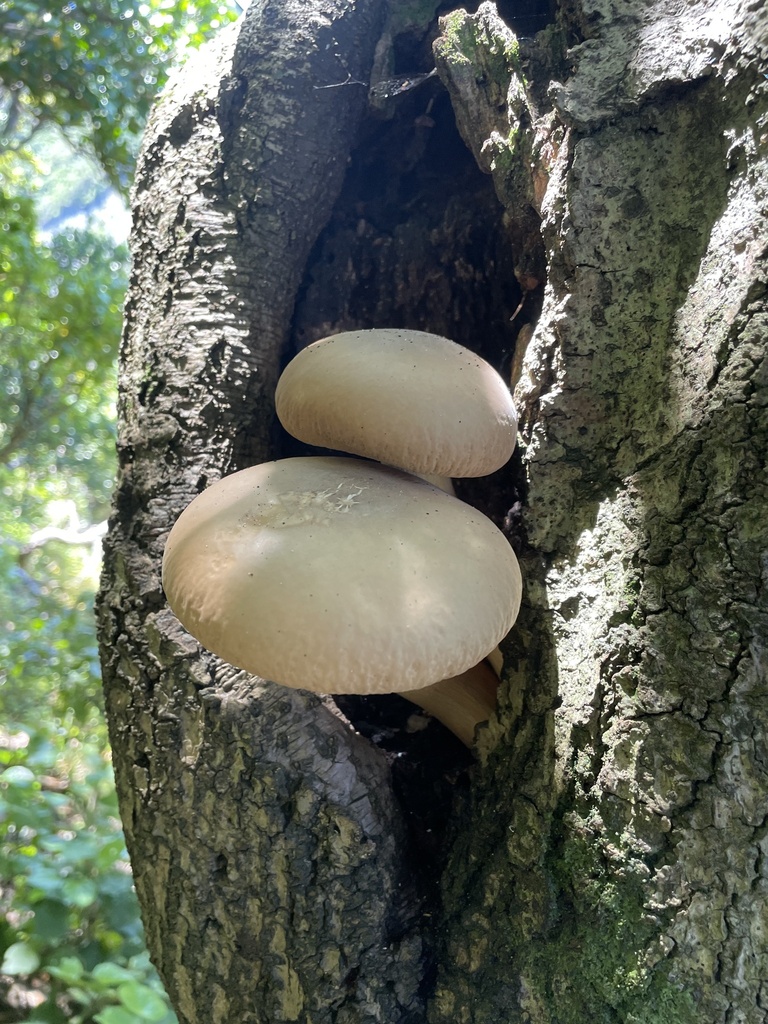 Cyclocybe parasitica · January 2026 · photo: © bts_blaire (iNaturalist, cc0)
