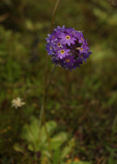 Primula denticulata