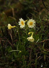 Primula dickieana, photograph Siddarth Machado, CC BY, iNaturalist via GBIF