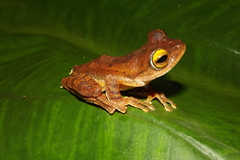 Rhacophorus margaritifer