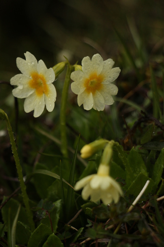 Primula dickieana