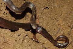 Gongylosoma baliodeira