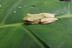Rhacophorus margaritifer
