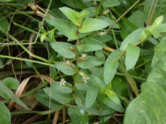 Lobelia concolor