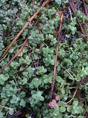 Hypericum anagalloides