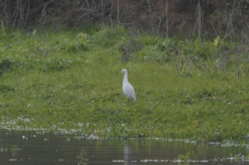 Western Cattle-Egret