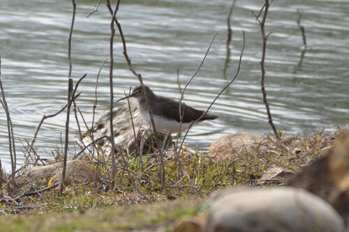 Green Sandpiper