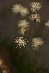 Juncus thomsonii