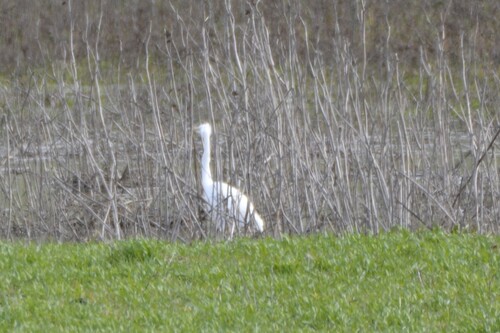 Great Egret