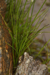 Juncus thomsonii