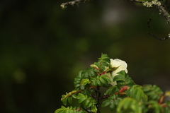 Rosa sericea