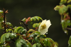 Rosa sericea
