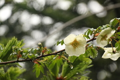 Rosa sericea
