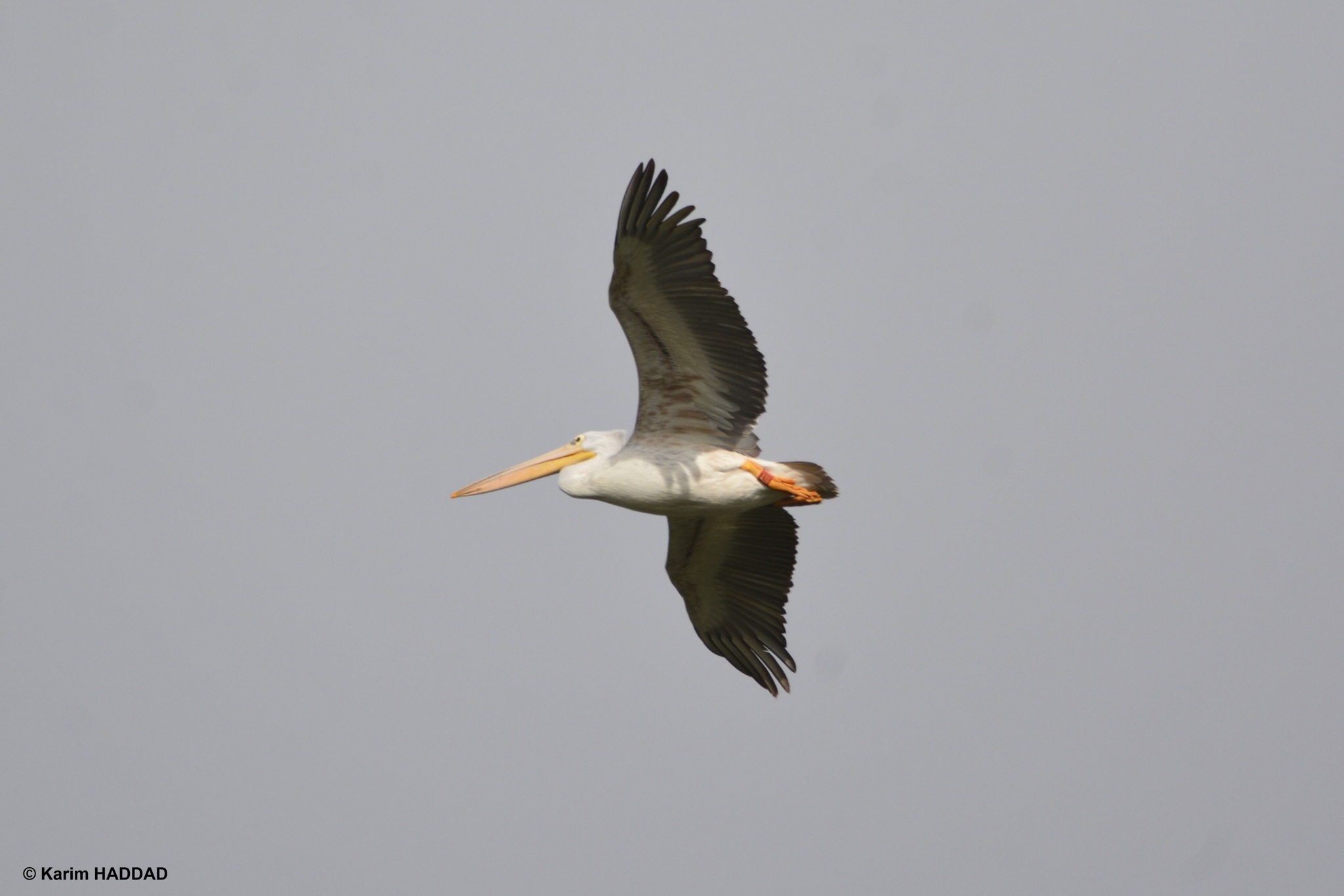 Pink-backed Pelican (Pelecanus rufescens), photo 2