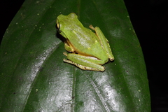 Rhacophorus edentulus