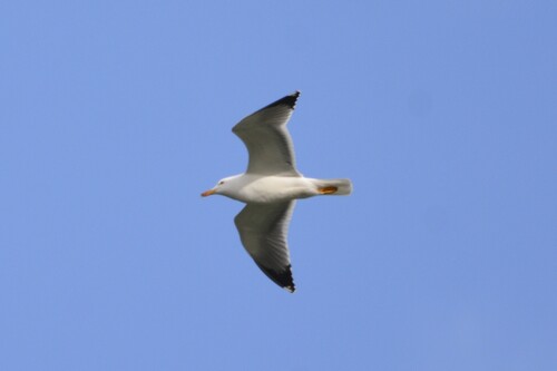 Yellow-legged Gull