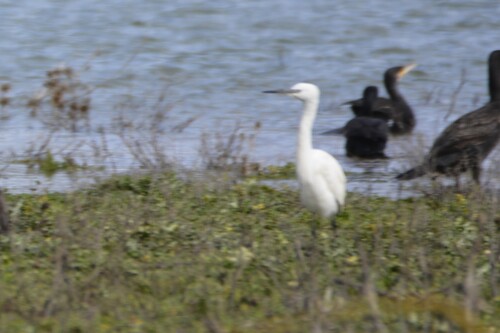 Little Egret