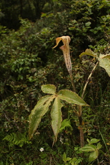 Arisaema nepenthoides
