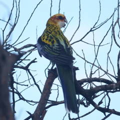 Platycercus eximius x adscitus