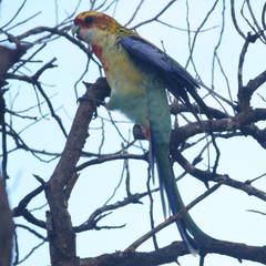 Platycercus eximius x adscitus