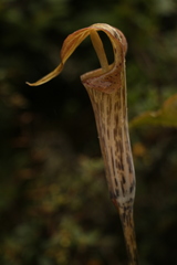 Arisaema nepenthoides