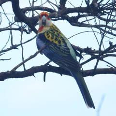 Platycercus eximius x adscitus