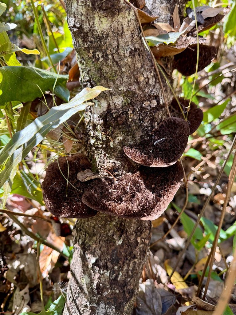 Hexagonia hydnoides · February 2026 · photo: © kguin (iNaturalist, cc-by)