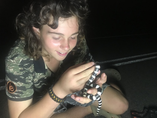 Eastern Bandy Bandy sighting