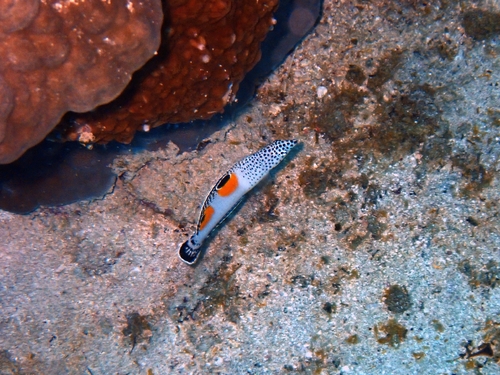 Coris aygula