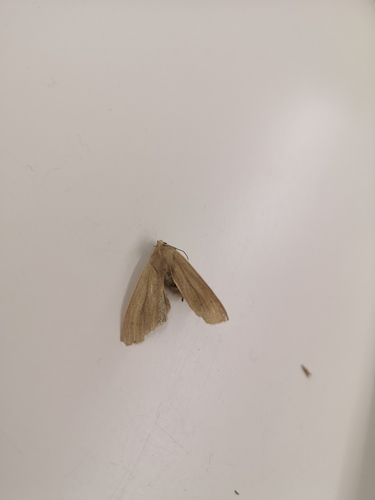 Large Wainscot Moth, Reitdiep, 9746 Groningen, Netherlands, photo 8 of 10