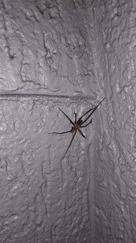 Southern House Spider