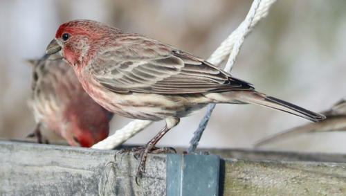House Finch