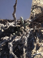 Cylindropuntia anteojoensis