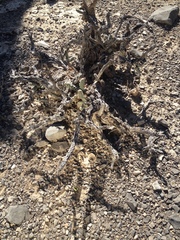 Cylindropuntia anteojoensis