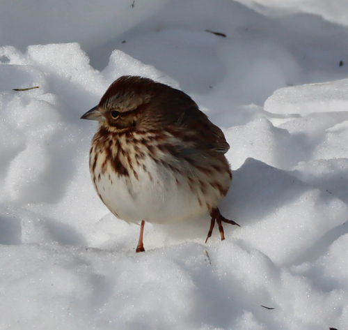 Song Sparrow
