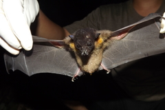 Chironax melanocephalus