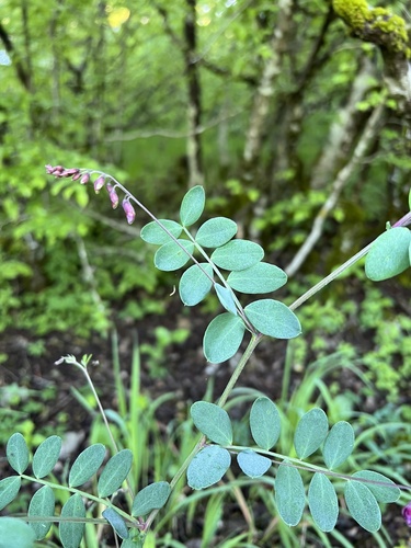 Black pea (Lathyrus niger)