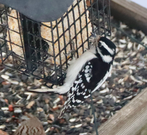Downy Woodpecker