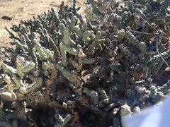 Cylindropuntia anteojoensis