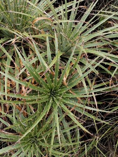 Puya aequatorialis, photograph 5