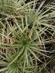 Puya aequatorialis, photograph (c) Esteban Poveda, some rights reserved (CC BY)