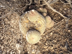 Epithelantha greggii