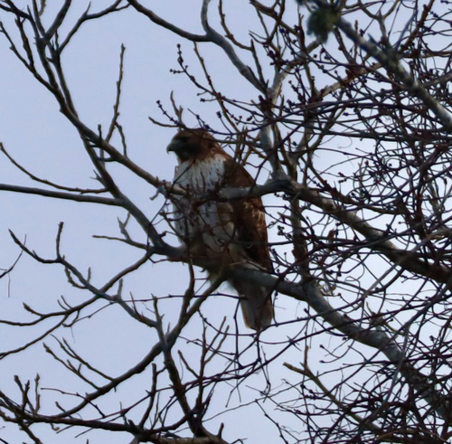 Red-tailed Hawk
