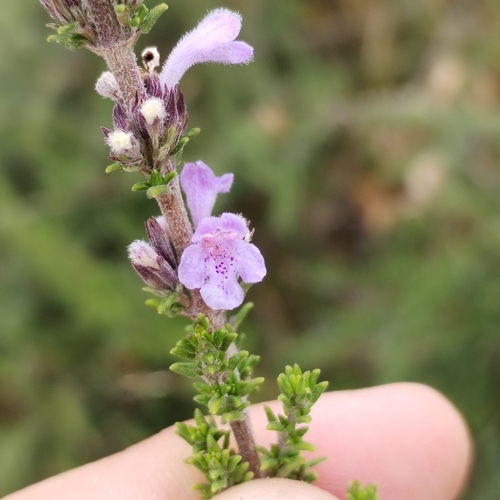 Clinopodium fasciculatum, photograph 2
