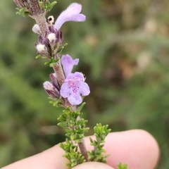 Clinopodium fasciculatum, photograph (c) Esteban Poveda, some rights reserved (CC BY)