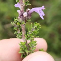 Clinopodium fasciculatum, photograph (c) Esteban Poveda, some rights reserved (CC BY)